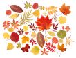 Autumn leaves