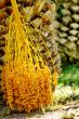 Date palm tree with dates