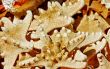 Sea stars 