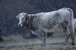 Cow under snow