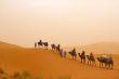 Camel caravan