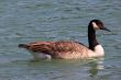 wild geese