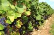 grape
