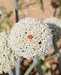Onion flowers