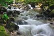 Forest spring