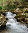Forest stream