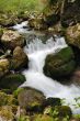 Forest stream