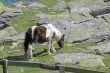small horse