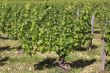 a Vine