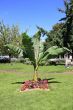 palm tree in a garden