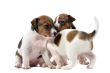 puppies jack russel terrier