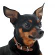 miniature pinscher