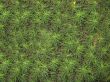 Green background