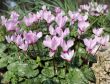 flowering cyclamens