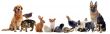 group of pets