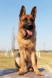 german shepherd
