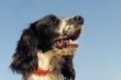 springer spaniel
