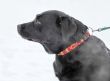  Labrador 