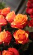 red roses