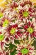 chrysanthemums