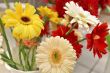 chrysanthemums