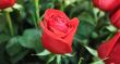 red roses