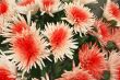  chrysanthemums