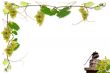 vines and grapes