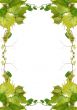 a Vine