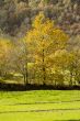 Yellow trees at green pasture