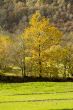 Yellow trees at green pasture