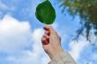 green leaf