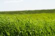 grass
