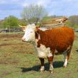 Farm cow stands on field