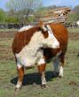 Farm bull