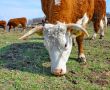 Brown white cows on a farmland