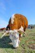 Brown white cows on a farmland