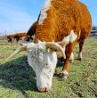 Brown white cows on a farmland