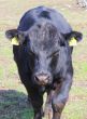 Farm black bull