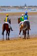 Horse race on Sanlucar of Barrameda, Spain, August  2011