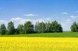 spring landscape