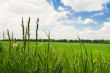 meadow