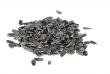  seed of the sunflower