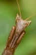 mantis (Apteromantis aptera)