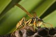 Wasp (Polistes bischoffi)