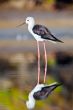 Black-Winged Stilt