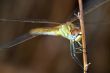 Dragonfly ( sympetrum sp )