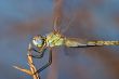 Dragonfly ( sympetrum sp )