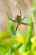 Spider, Argiope bruennichi
