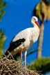 white stork